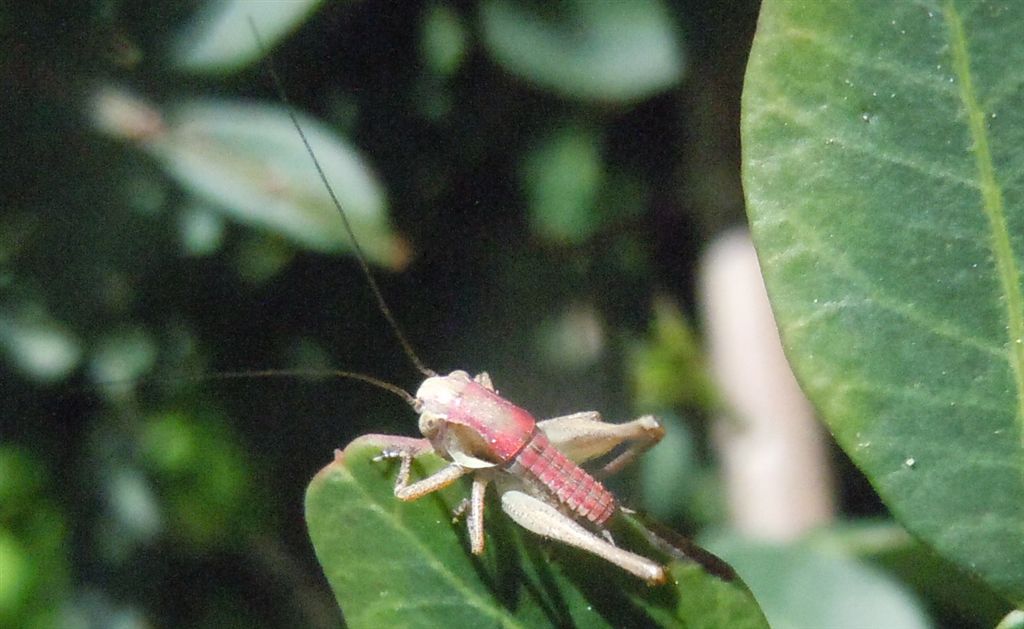 Cavalletta rosa: neanide di Pholidoptera o Eupholidoptera